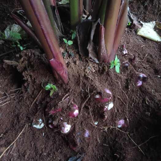 泸西县芭蕉芋