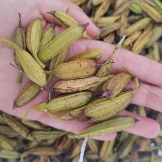 阆中市紫花白芨果夹一手货源。
