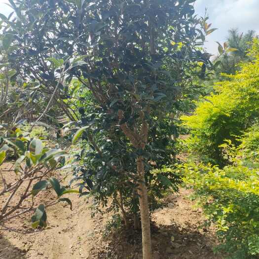 潢川县桂花树3公分粗金桂价12元