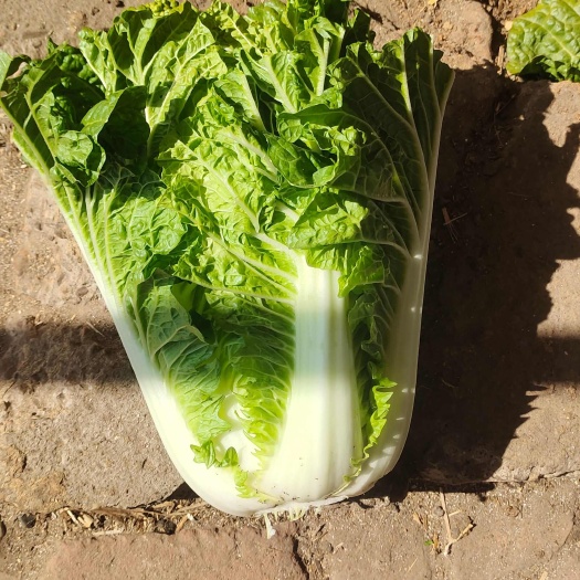 大白菜，圆棵白菜