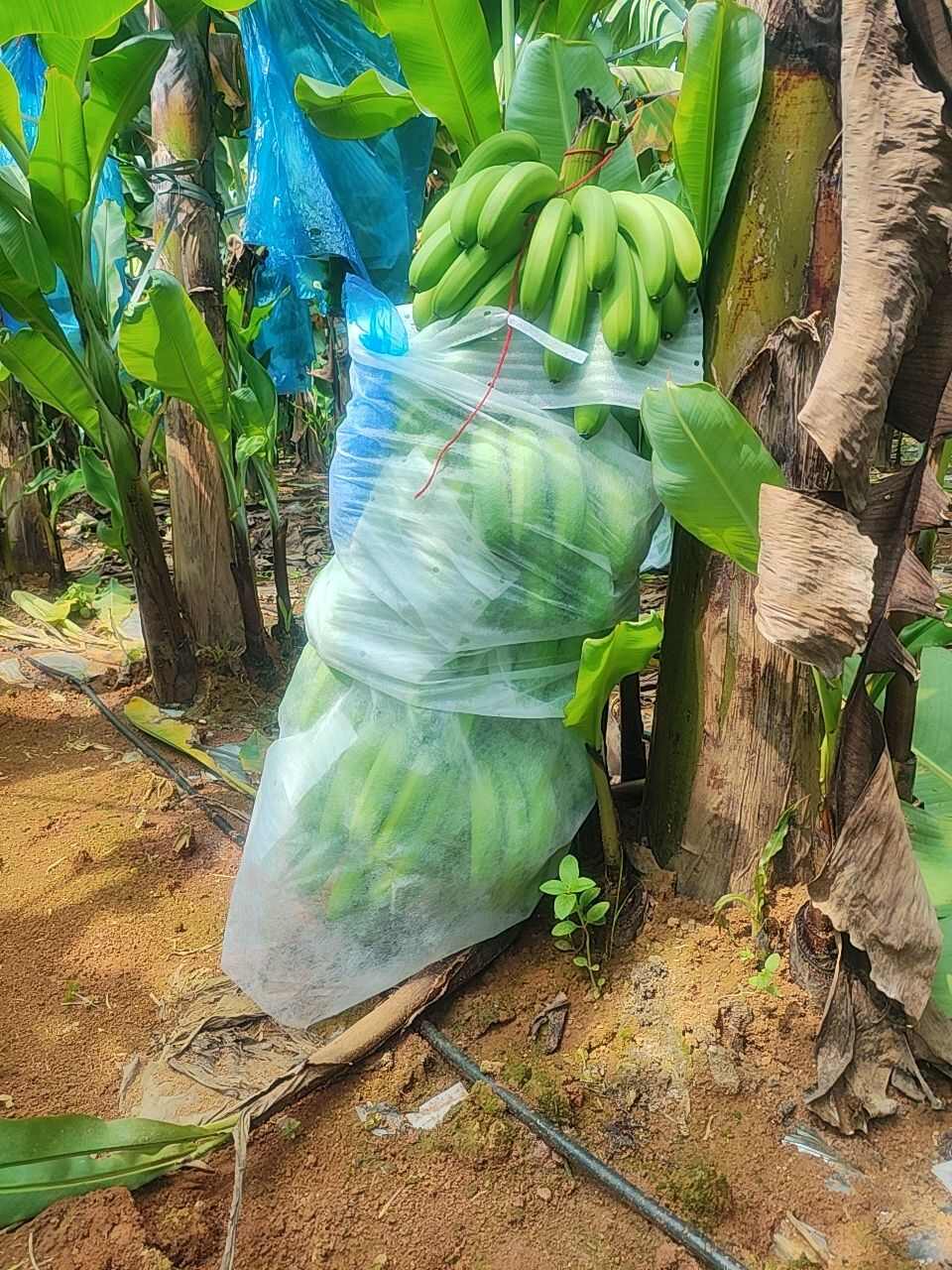 香蕉大量上市欢迎咨询