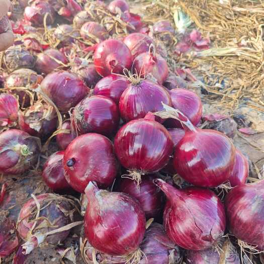 高台县甘肃红元帅8-12个头