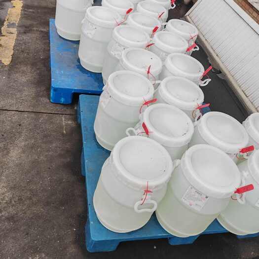 上海麦芽糖浆（浓度都有）（15kg）