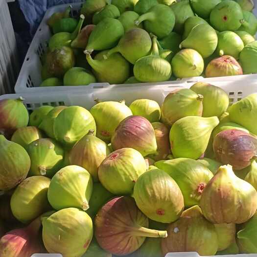 昆明波姬红无花果 云南省昆明市东川区发货 新鲜直达 品质保障