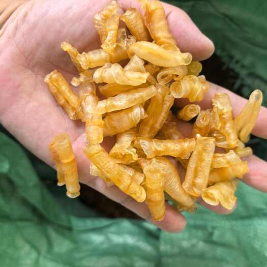 广州鱼胶批发网红凤尾胶小红鳘鱼胶泡发厚肉价格便宜到花胶海味干货