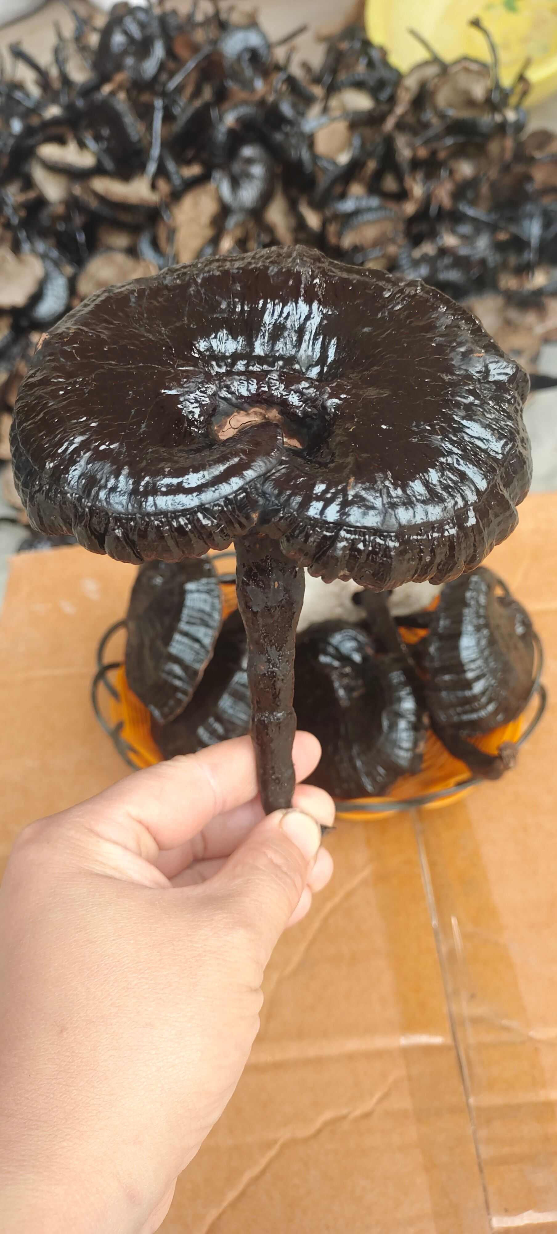 环境栽种，长脚灵芝