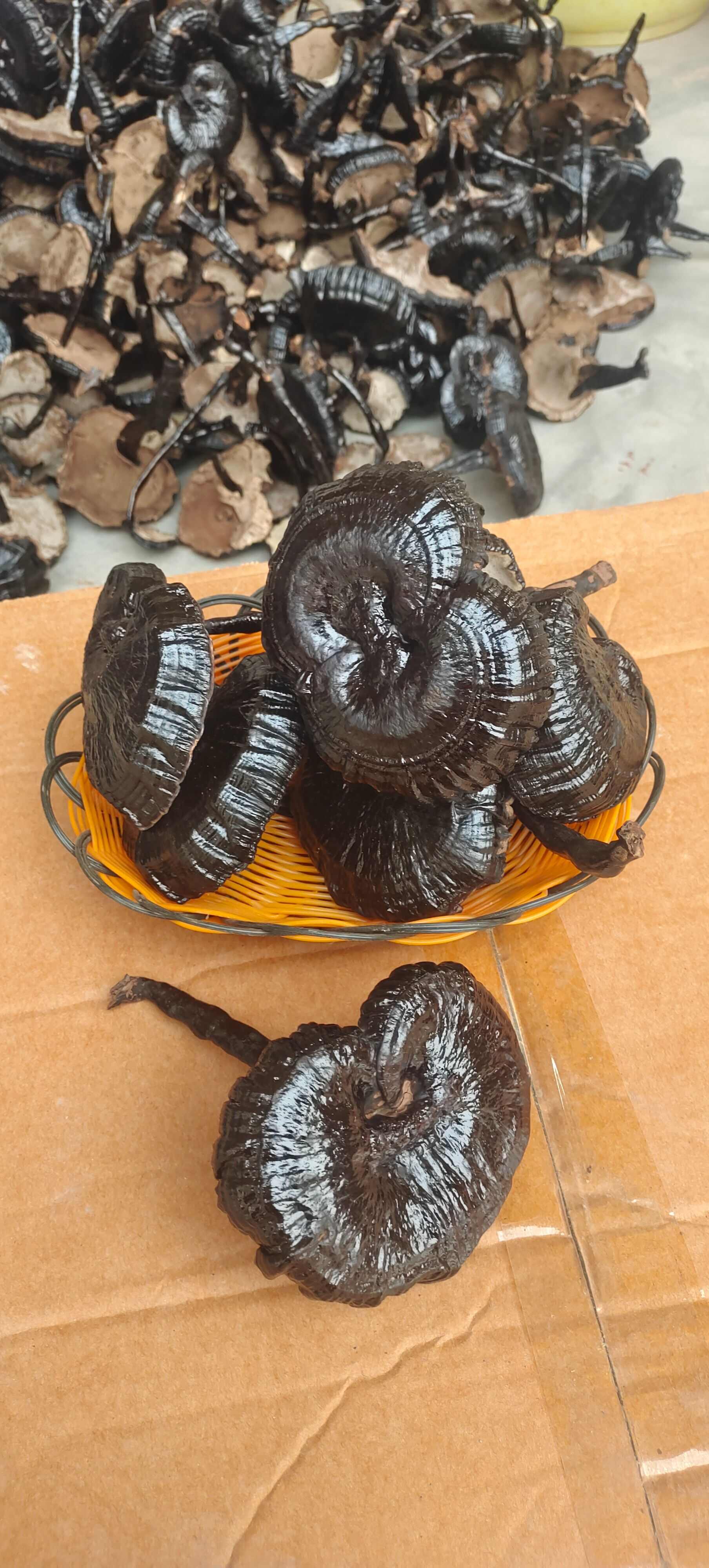 环境栽种，长脚灵芝