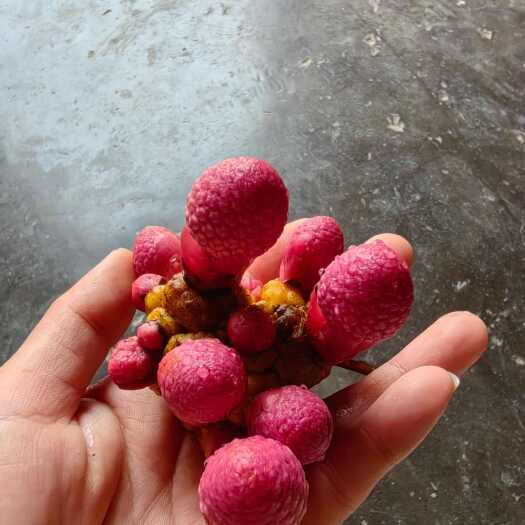 房县蛇菰(文王一支笔)