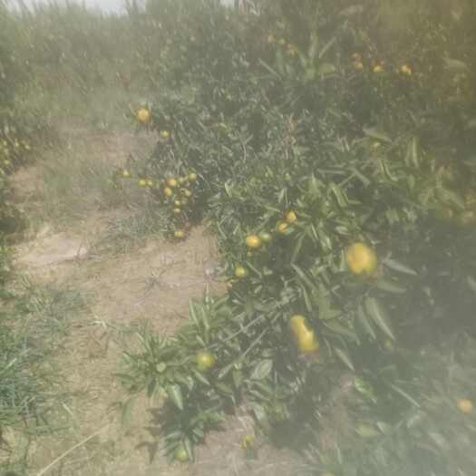 桔子日南一号苏州市吴江区菀坪新桥