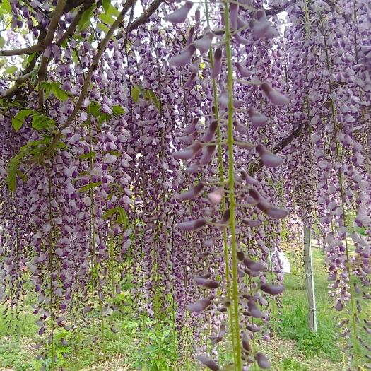 临沂多花紫藤