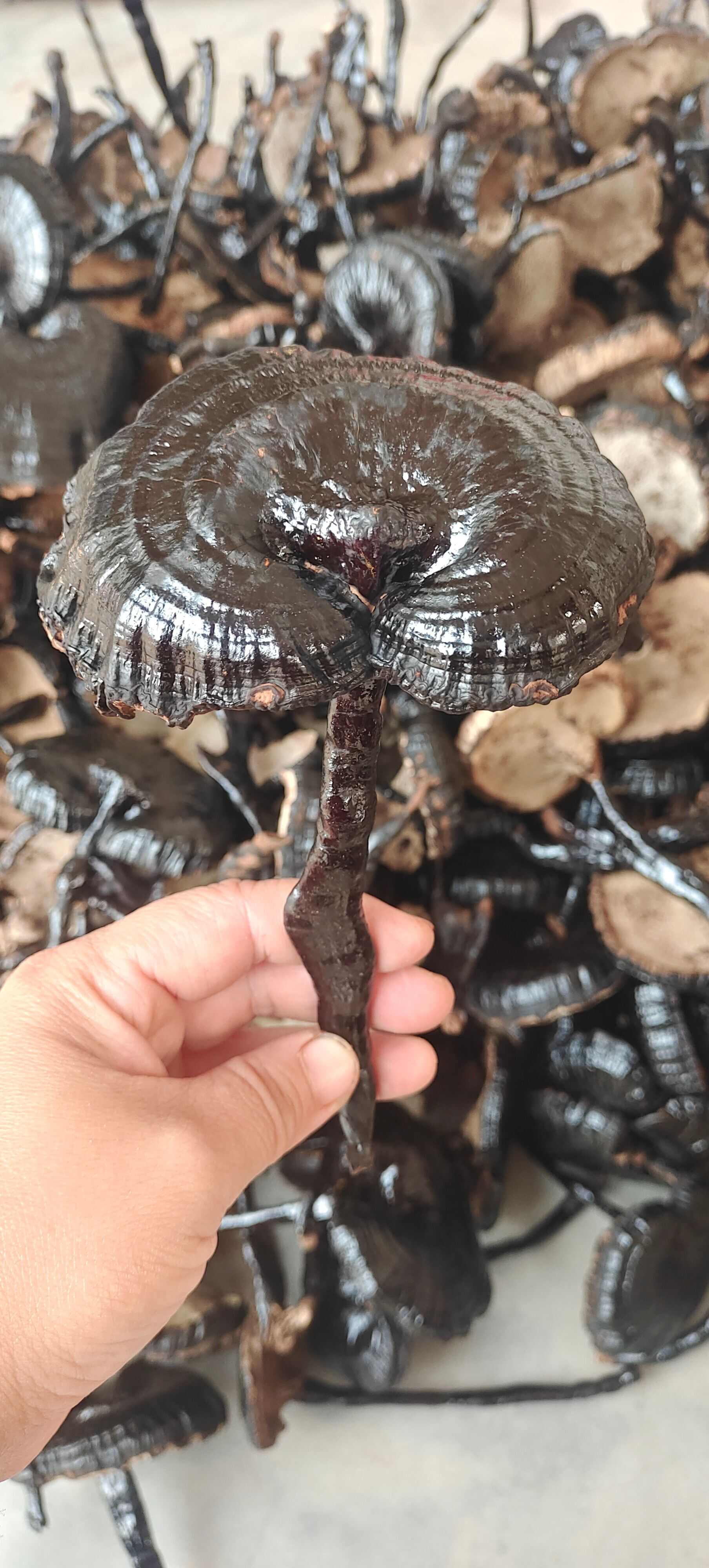 环境栽种，长脚灵芝