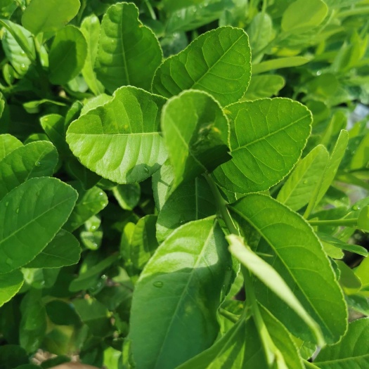 广东香水柠檬叶