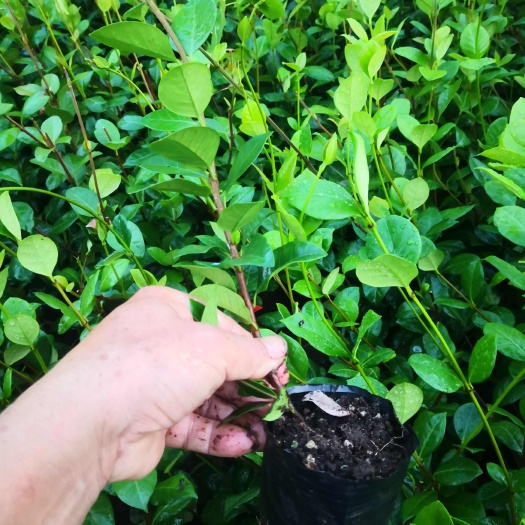 风车茉莉银丝茉莉花爬藤植物