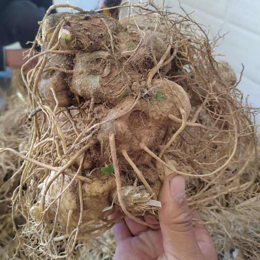 隆回县黄精