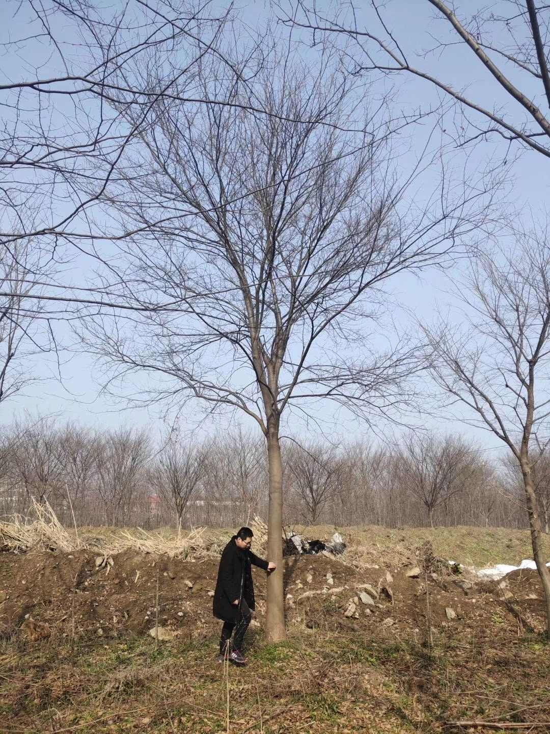 七叶树8公分10公分12公分南京本地货源