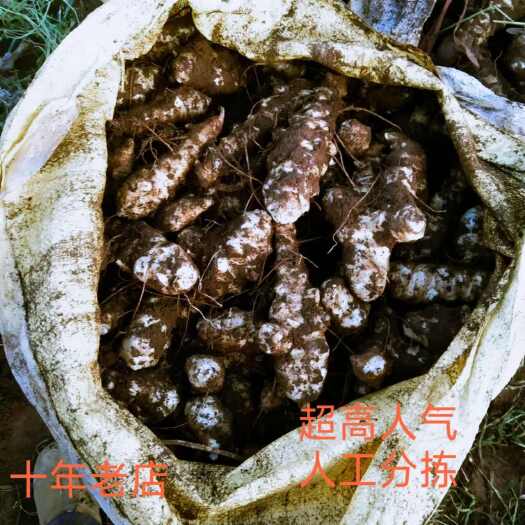 丘北县云南白皮洋姜菊芋