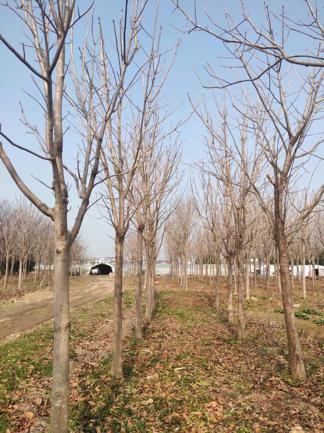 七叶树8公分10公分12公分南京本地货源