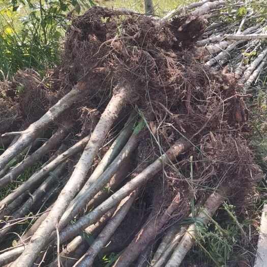 苍溪县桤木树米径3公分又名水冬瓜