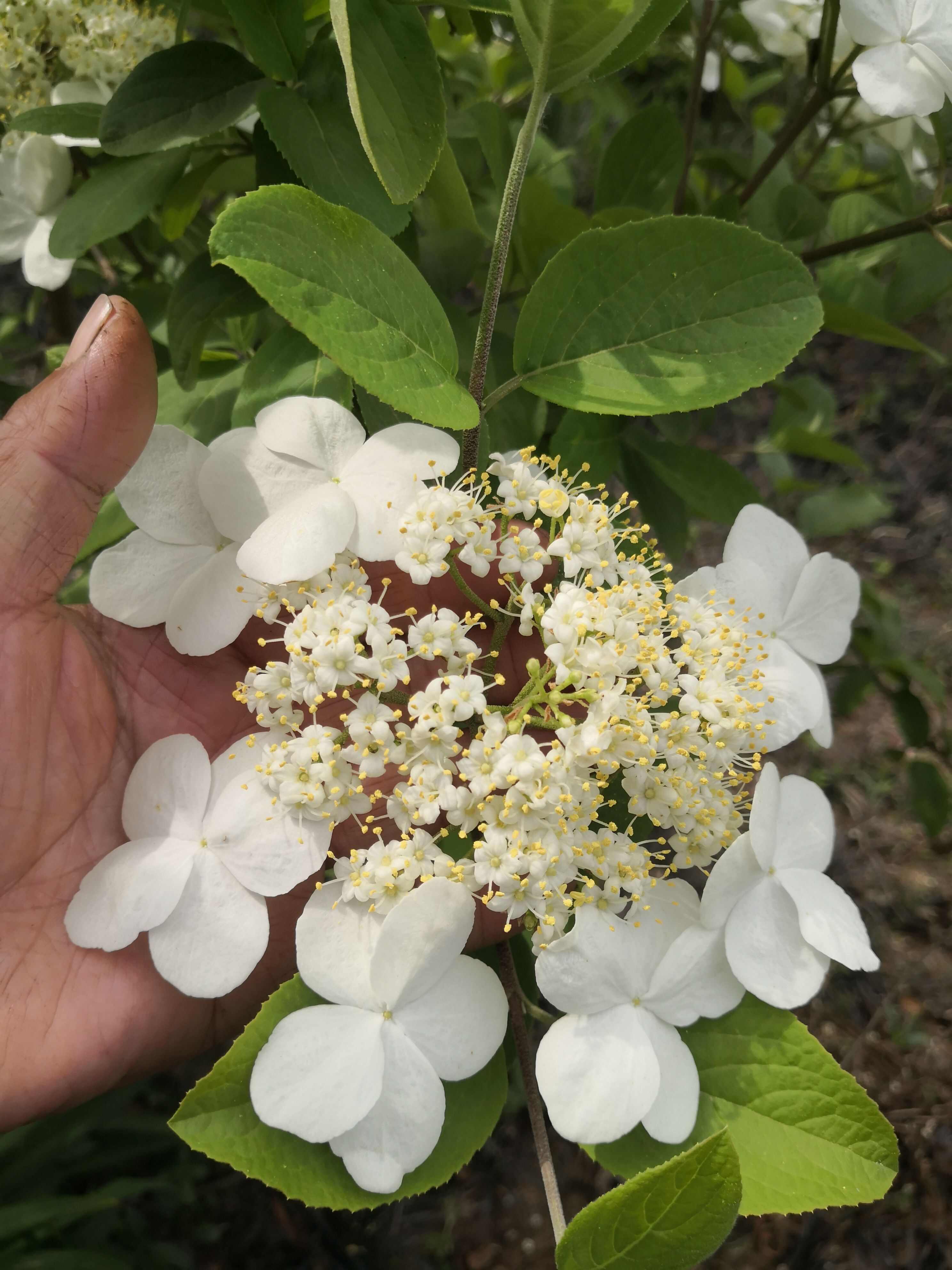 琼花，扬州市市花皇帝都喜欢的花卉，十大名花之一琼花