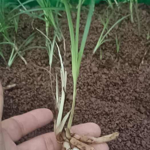 巴中细叶莲瓣4棵一起出，一天还没有种过