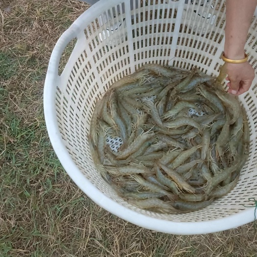 对虾，二十头左右，