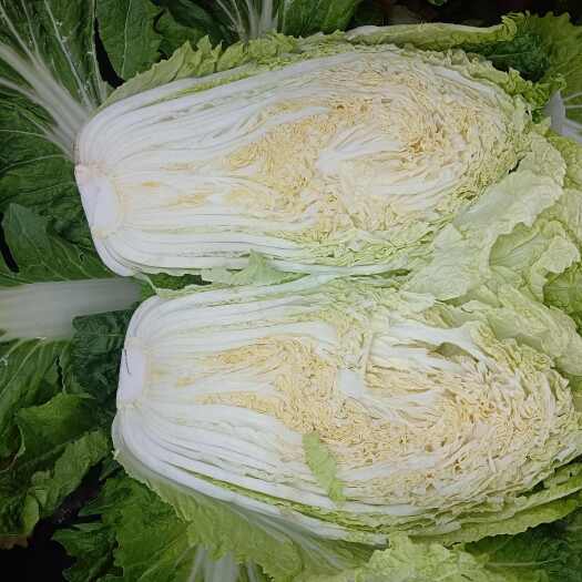 红心大白菜