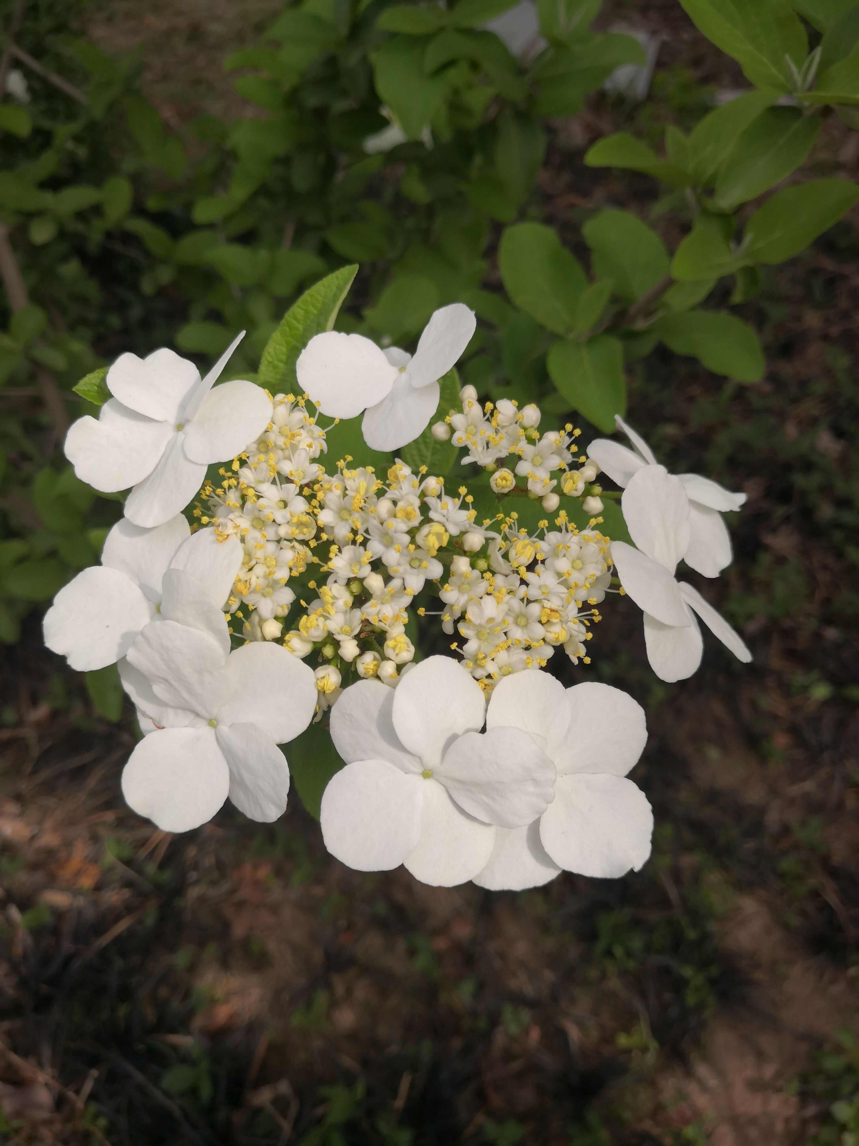 琼花，扬州市市花皇帝都喜欢的花卉，十大名花之一琼花