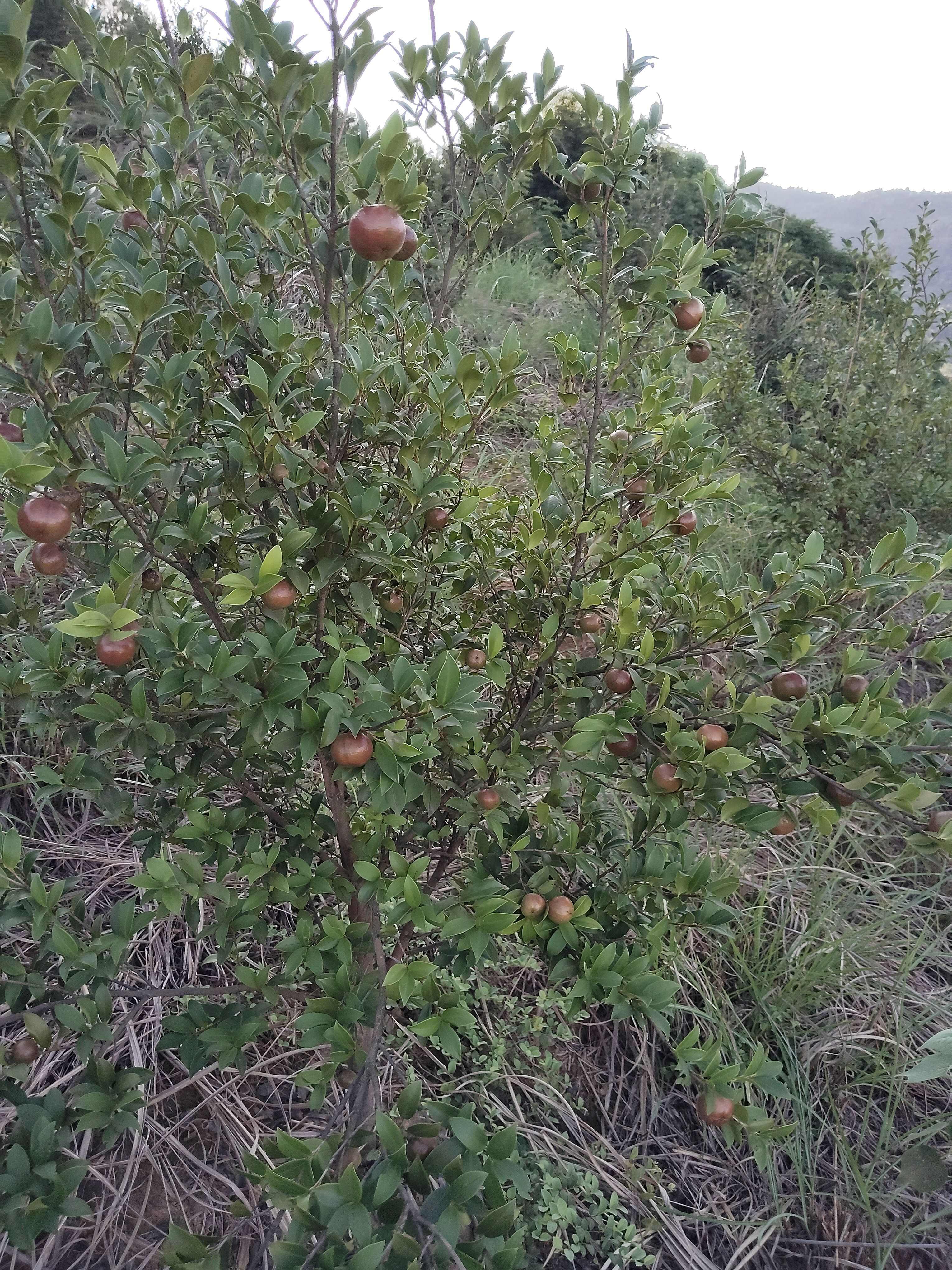 野生油茶果