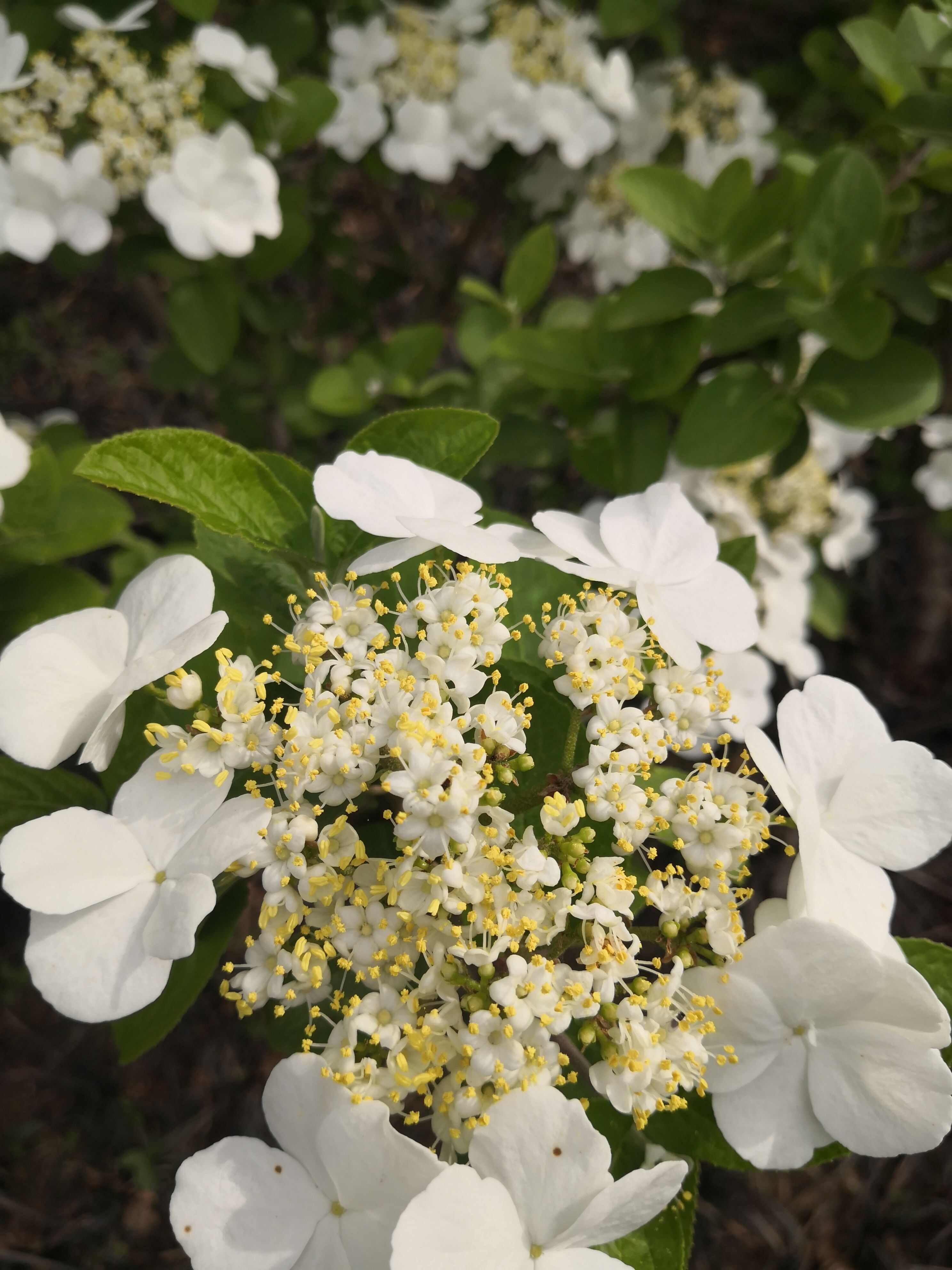 琼花，扬州市市花皇帝都喜欢的花卉，十大名花之一琼花