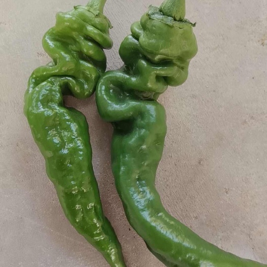 大荔县螺丝椒螺线二荆条