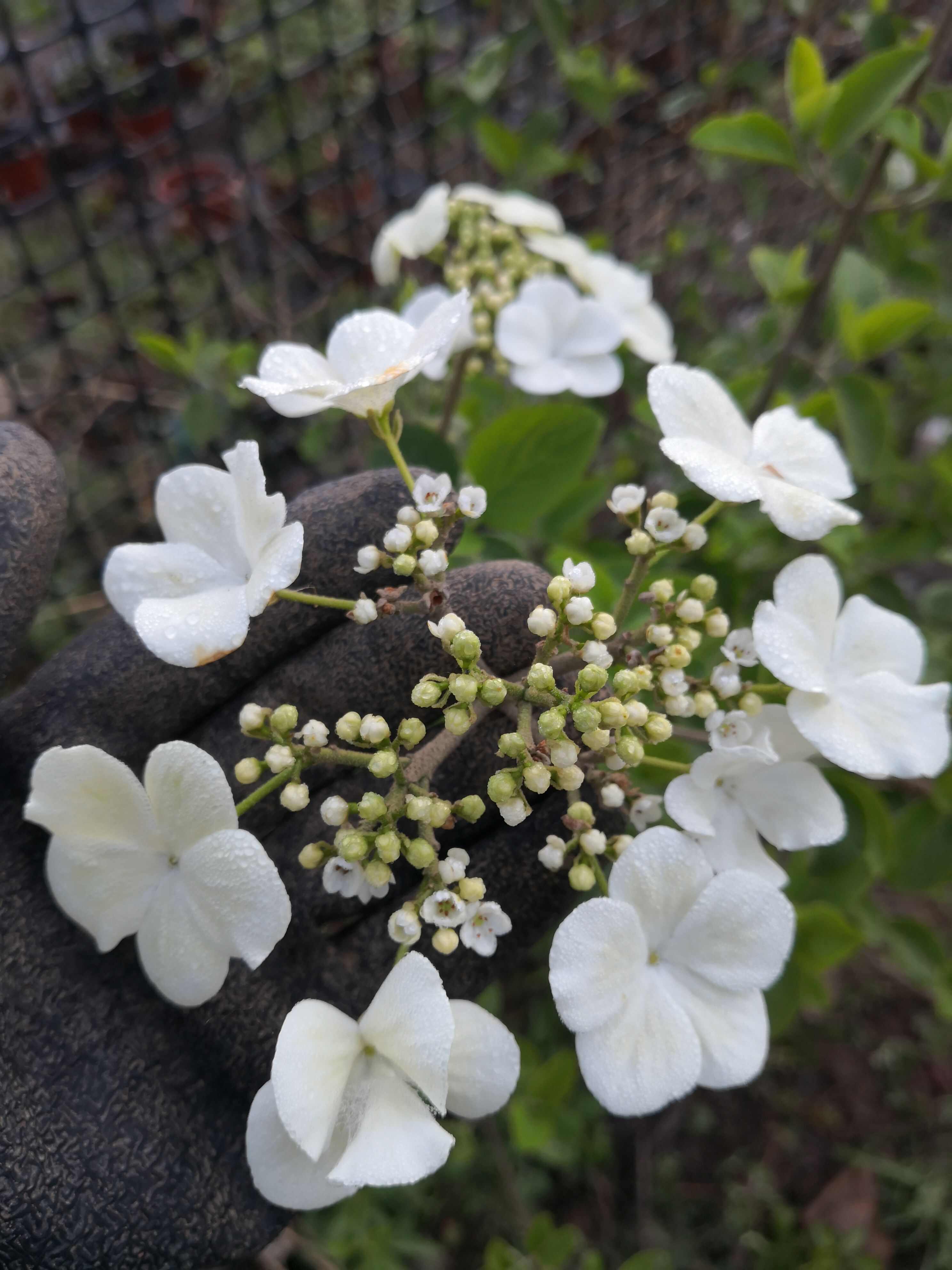 琼花，扬州市市花皇帝都喜欢的花卉，十大名花之一琼花