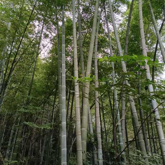 宜丰县本人长期承包江西湖南湖北安徽等地竹山，有竹山的朋友可以联系我