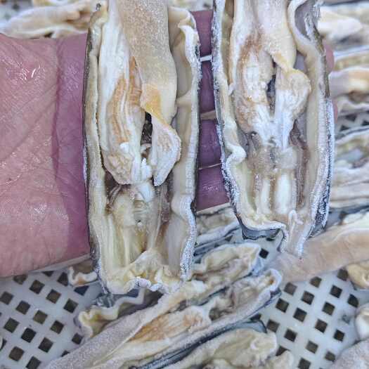 东港市蛏王开片