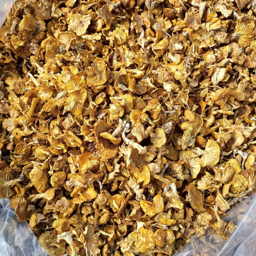 围场县十一送好礼，野生小黄蘑，精品礼盒装到货了，需要的提前预订