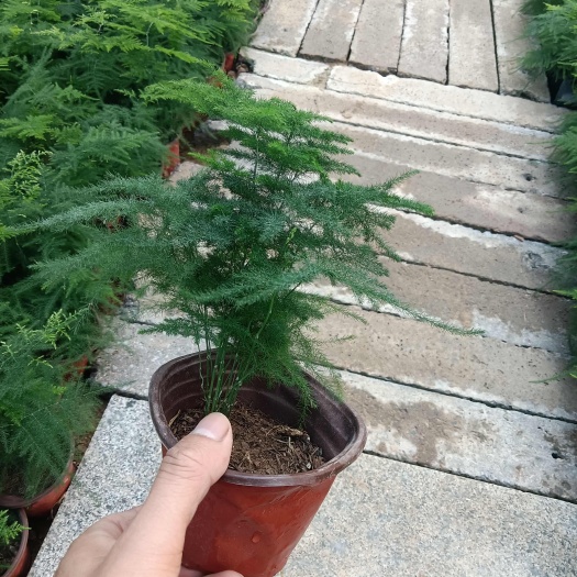 青州市文竹