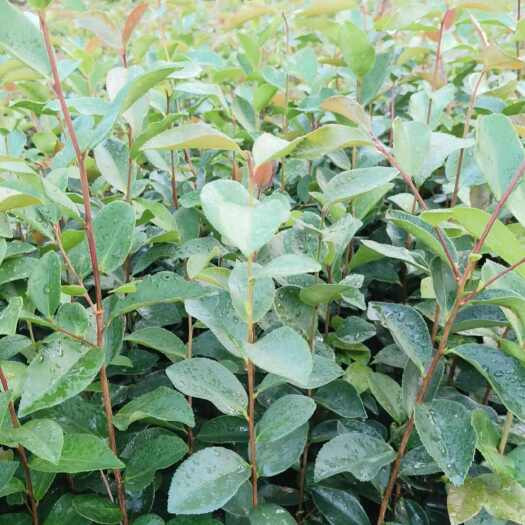 钦州油茶苗