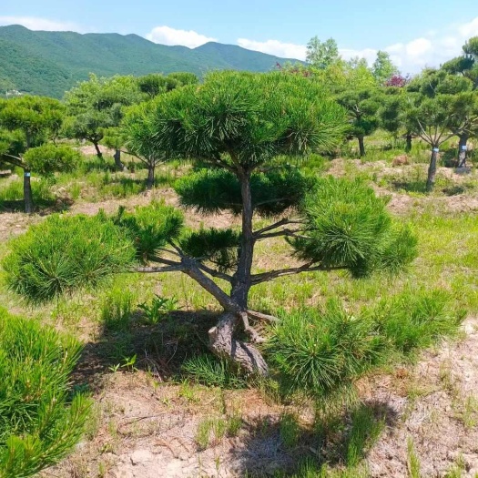 大东北绿化造型树