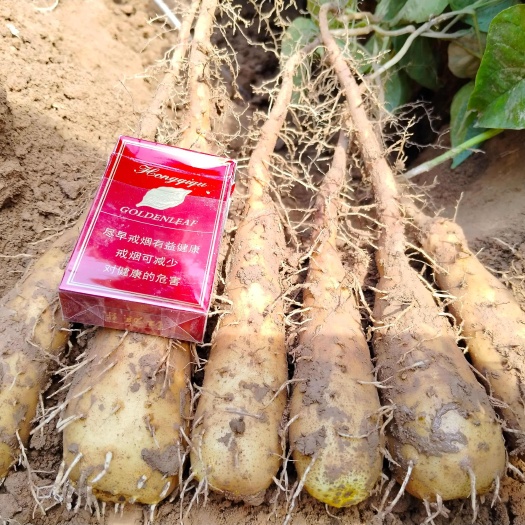 白玉原种山药豆苗