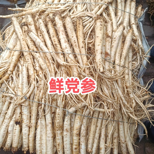 新鲜党参，甘肃岷县鲜党参 原汁原味产地直接发货保质保量货真价