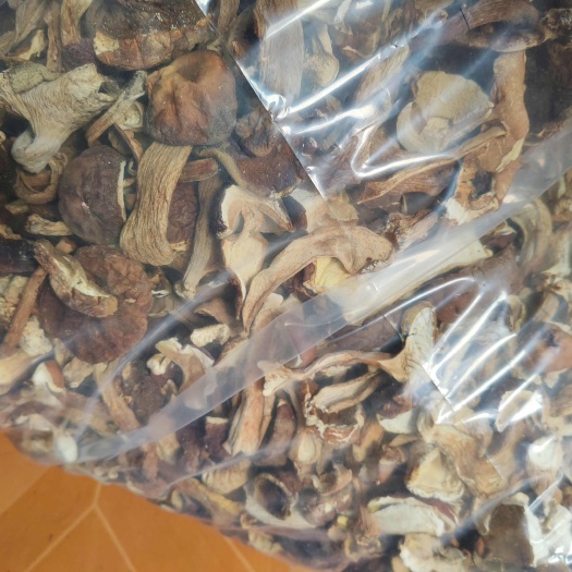 通江县牛肝菌  红葱菌 见手青菌