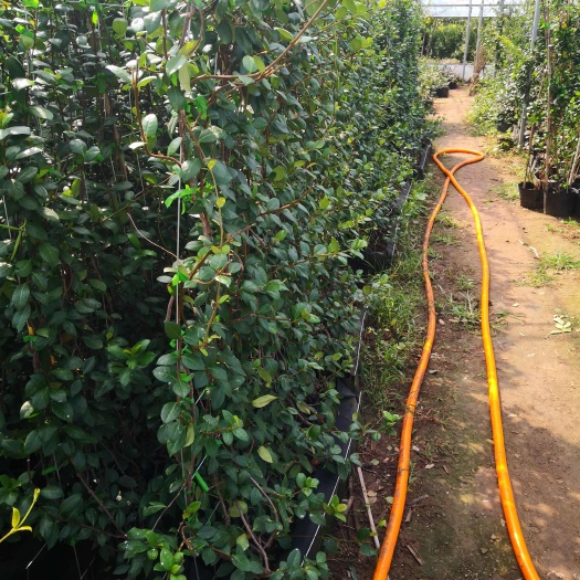 沭阳县植物墙，风车茉莉种植的网片，造景专用，绿色屏障，袋苗。