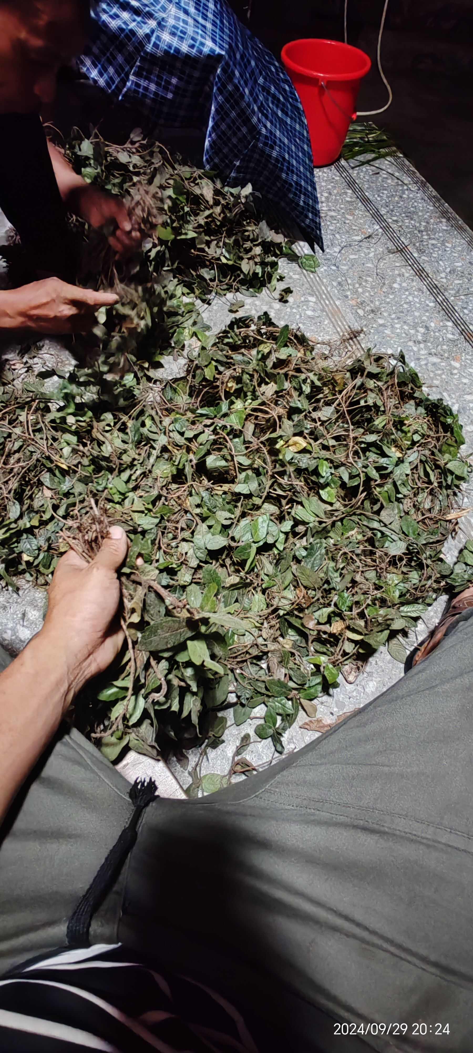 爬地心叶紫金牛（走马胎）