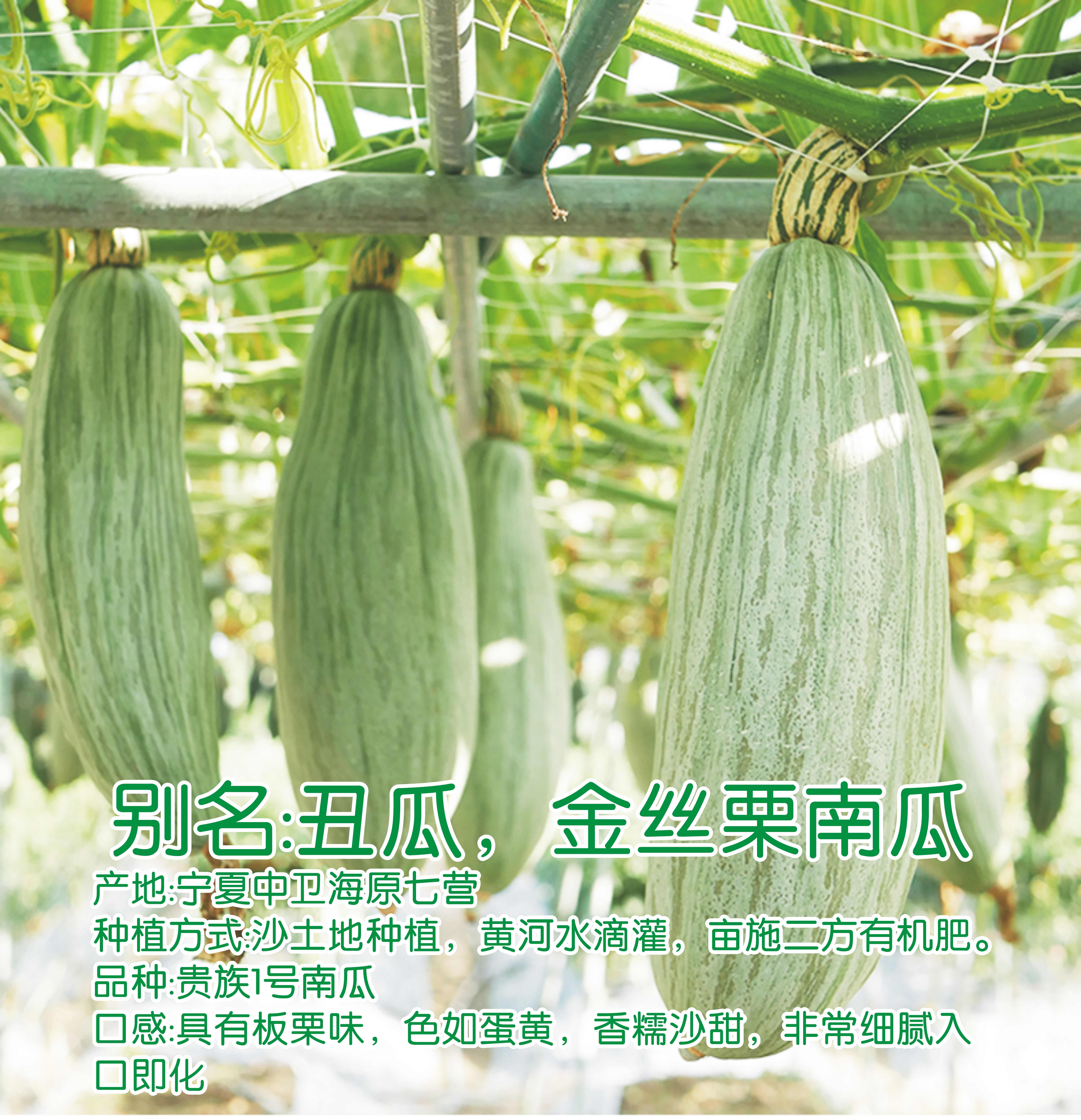 宁夏贵族1号南瓜丑瓜沙土地种植