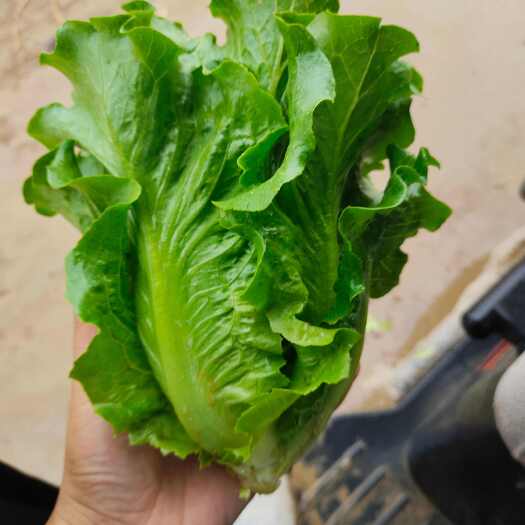 中牟县精品大利生菜  产地直供一手货源  质量保证代发全国