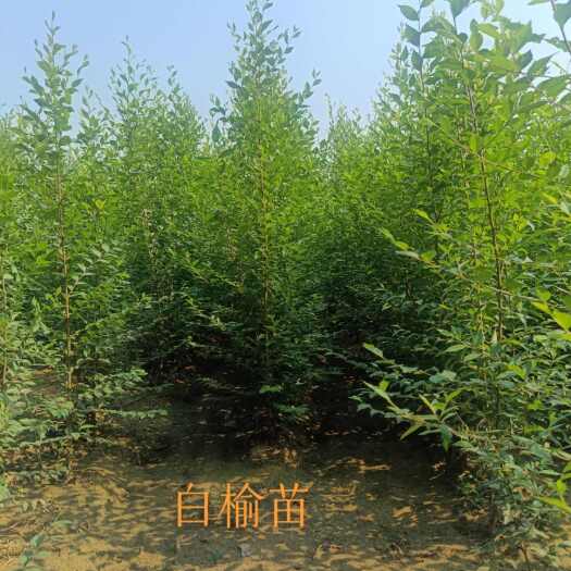 榆树苗，白榆，家榆，地径1—3公分，