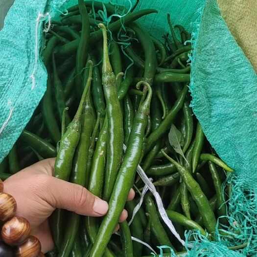 沁县青线椒 15-20 公分