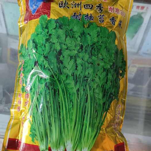 沭阳县香菜种子  耐寒速生香菜种籽 澳洲四季香菜籽种 农家大田蔬菜