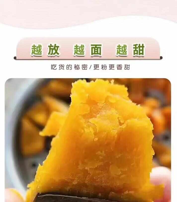 宁夏贵族1号南瓜丑瓜沙土地种植