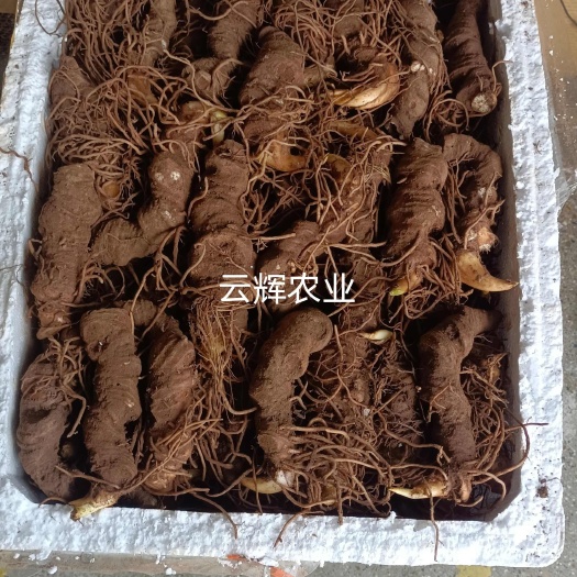 鲜重楼，自己基地种植，现挖发货。