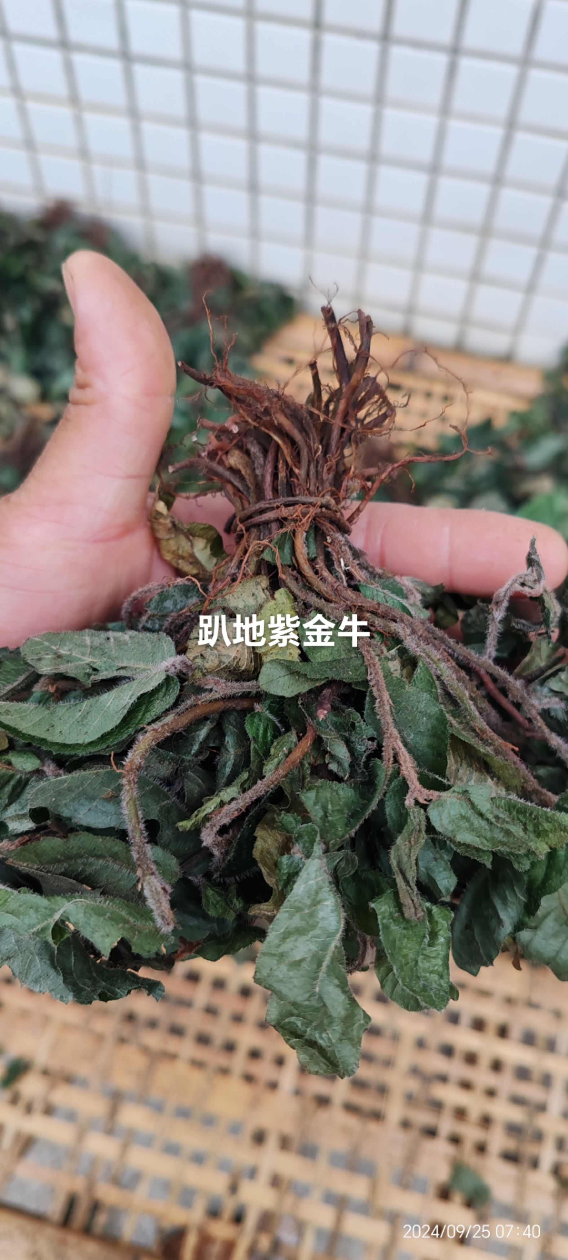 爬地心叶紫金牛（走马胎）